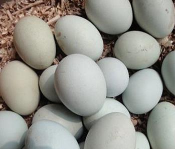 散养鲜乌鸡蛋销售 保健乌鸡蛋|上海农副产品供销网_全国最大的农资